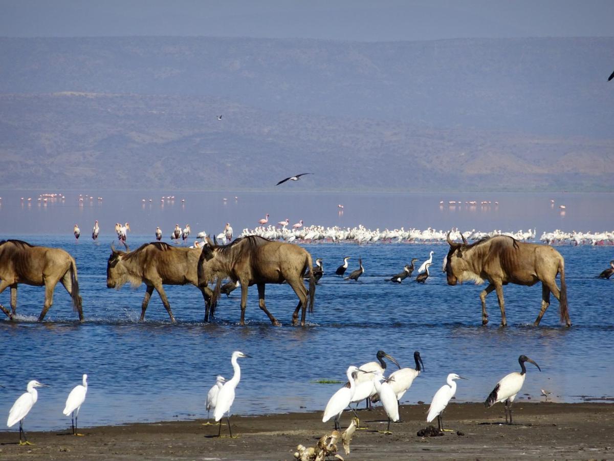 Africa Safari Lake Natron Mtowabaga エクステリア 写真