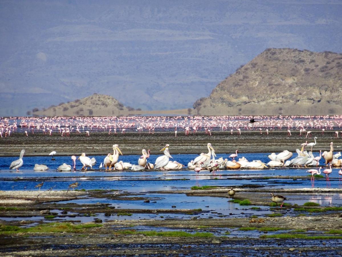 Africa Safari Lake Natron Mtowabaga エクステリア 写真